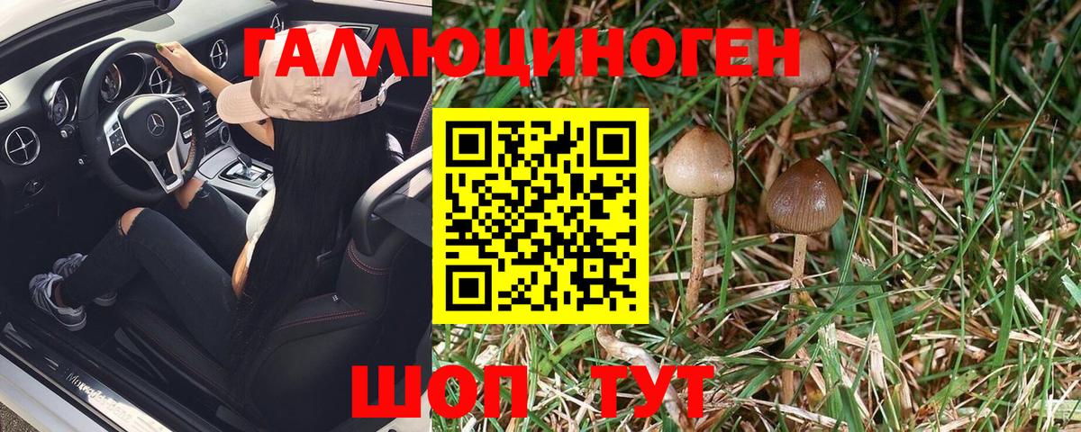 Галлюциногенные грибы Psilocybe  где найти   Сунжа  Вход с VPN 